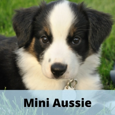 Mini Aussie