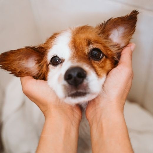 Pomchi Puppy  (male)