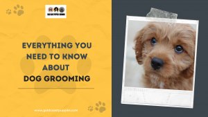 Everything You Need To Know About Dog Grooming for Westview, Florida Citizens