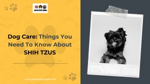 Dog Care: Things You Need To Know About Shih Tzus for North Miami, Florida Citizens
