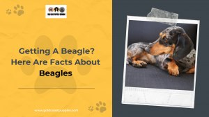 Getting A Beagle? Here Are Facts About Beagles for Aventura, Florida Citizens.