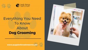 Everything You Need To Know About Dog Grooming