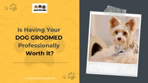 Is Having Your Dog Groomed Professionally Worth It for North Miami, Florida Citizens?