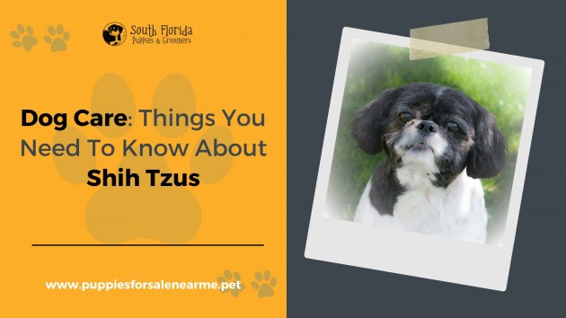 Dog Care: Things You Need To Know About Shih Tzus
