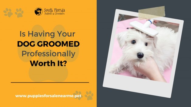 Is Having Your Dog Groomed Professionally Worth It?