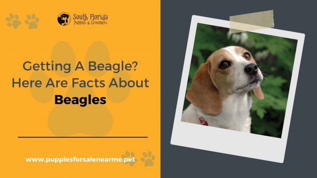 Getting A Beagle? Here Are Facts About Beagles